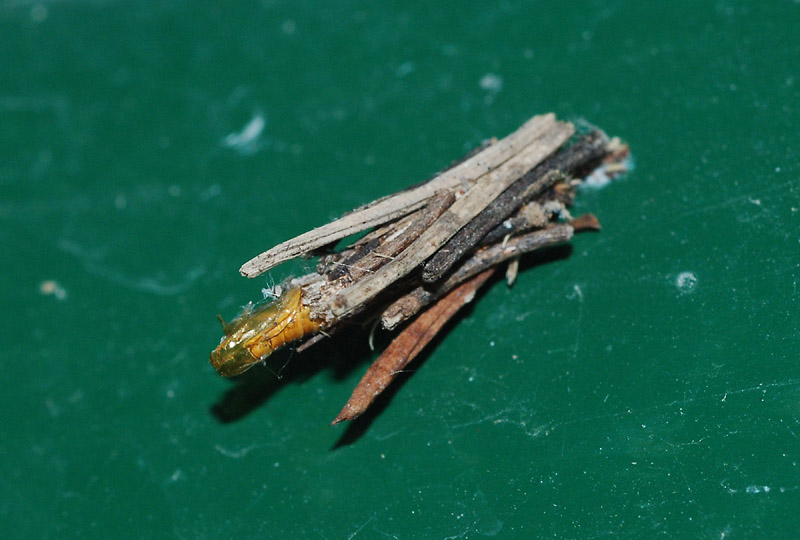 Astucci di Psychidae